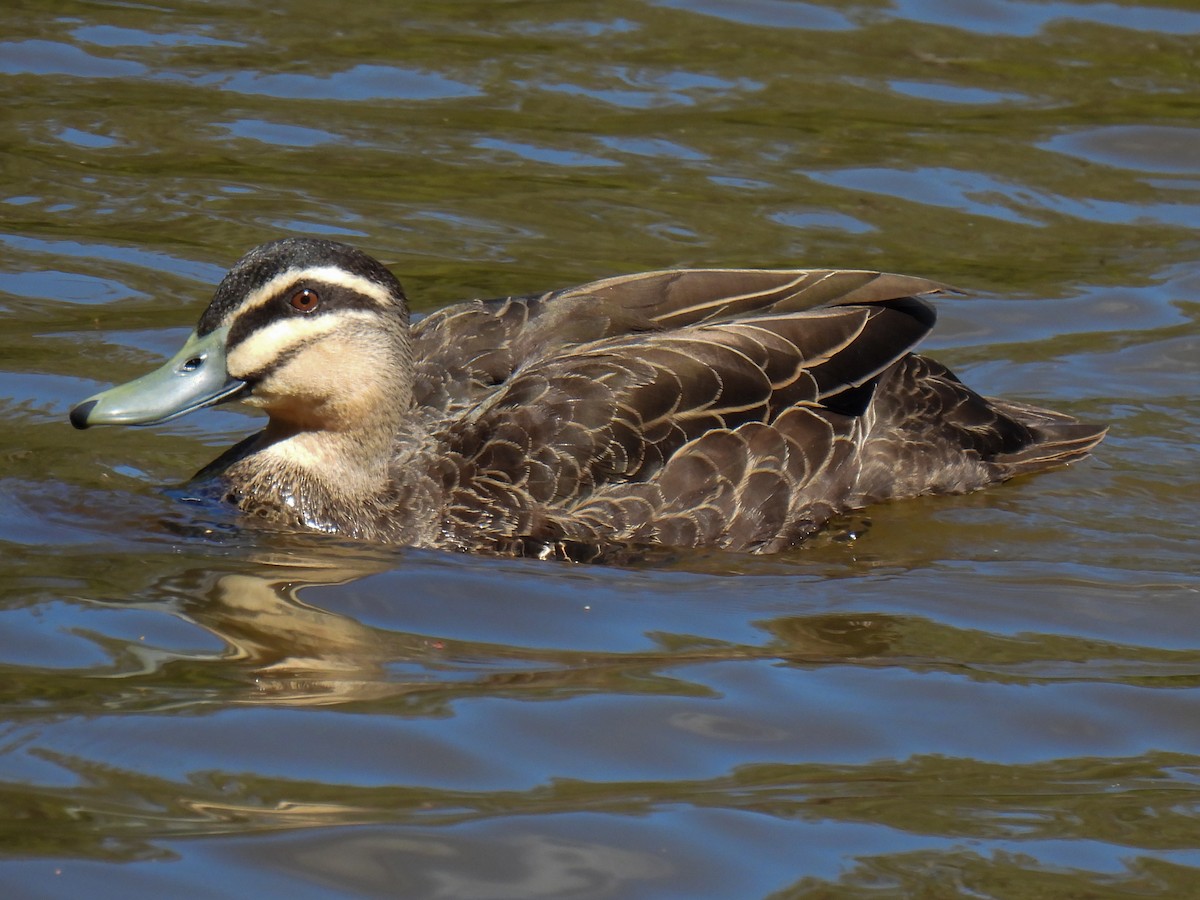 Pacific Black Duck - ML628339733