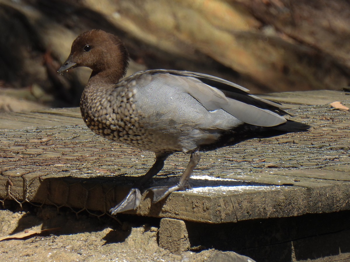 Maned Duck - ML628339738