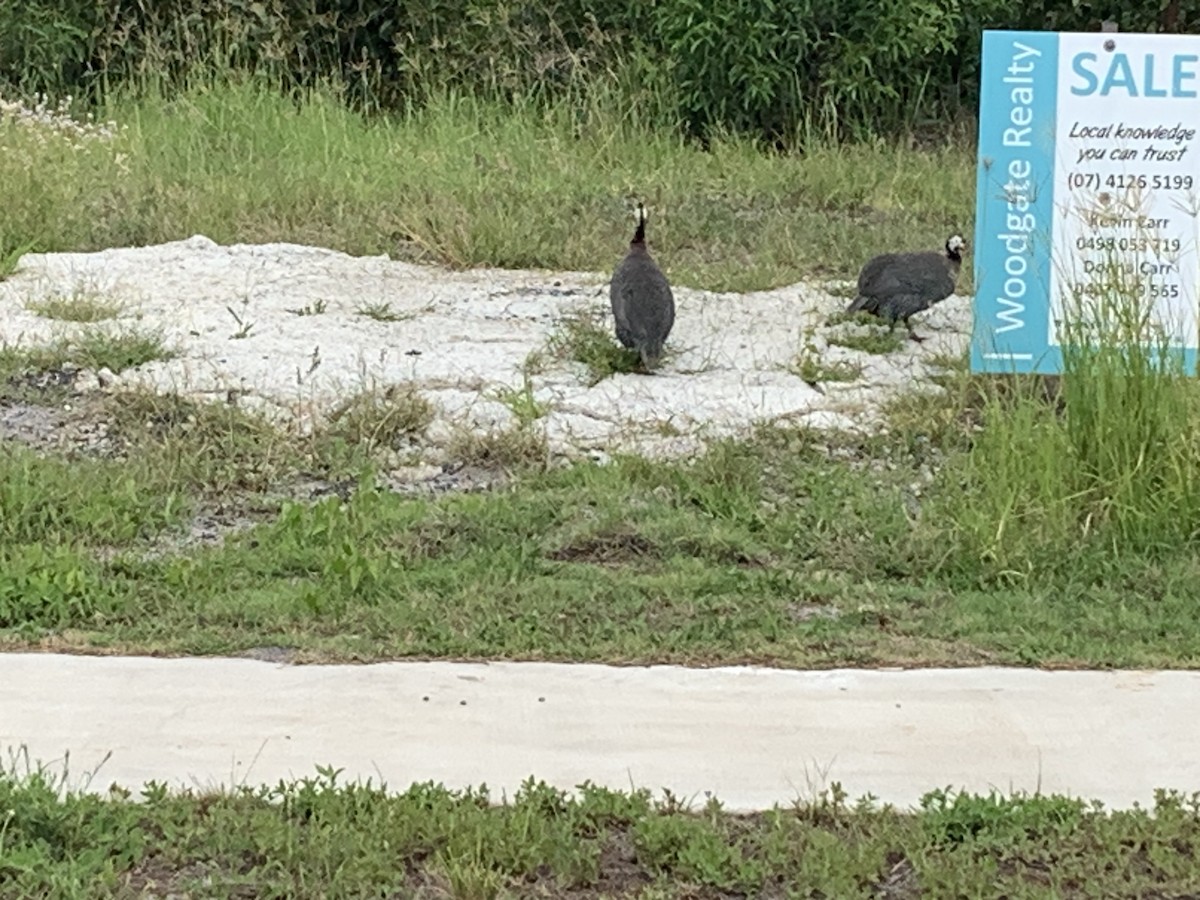 Helmeted Guineafowl (Domestic type) - ML628339890