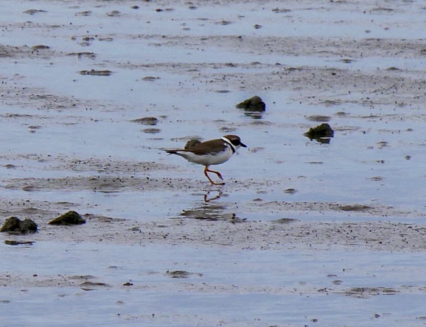 Semipalmated Plover - ML628340090