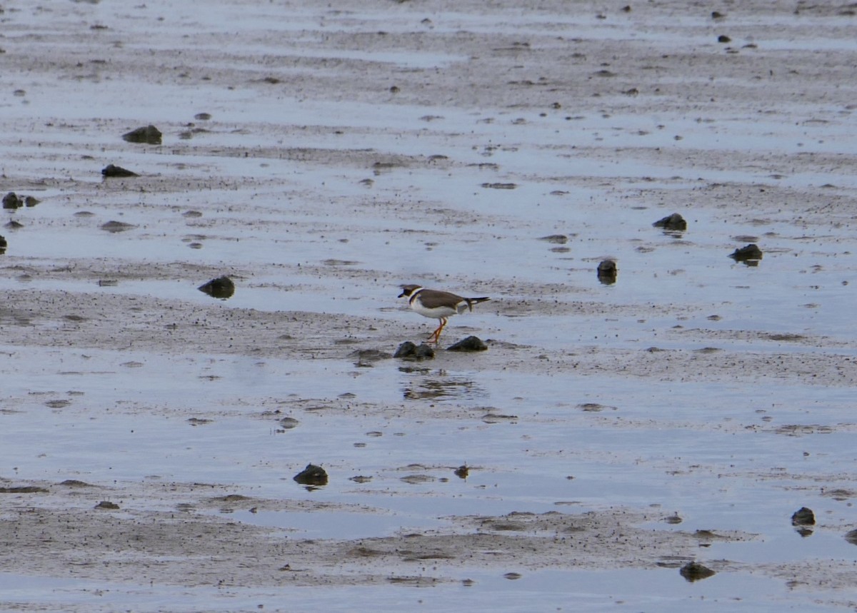 Semipalmated Plover - ML628340091