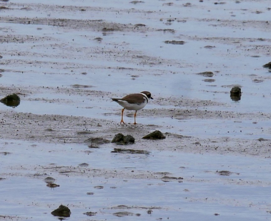 Semipalmated Plover - ML628340092