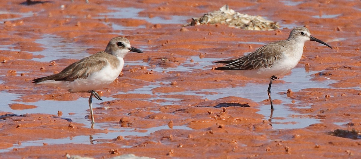 Curlew Sandpiper - ML628340149