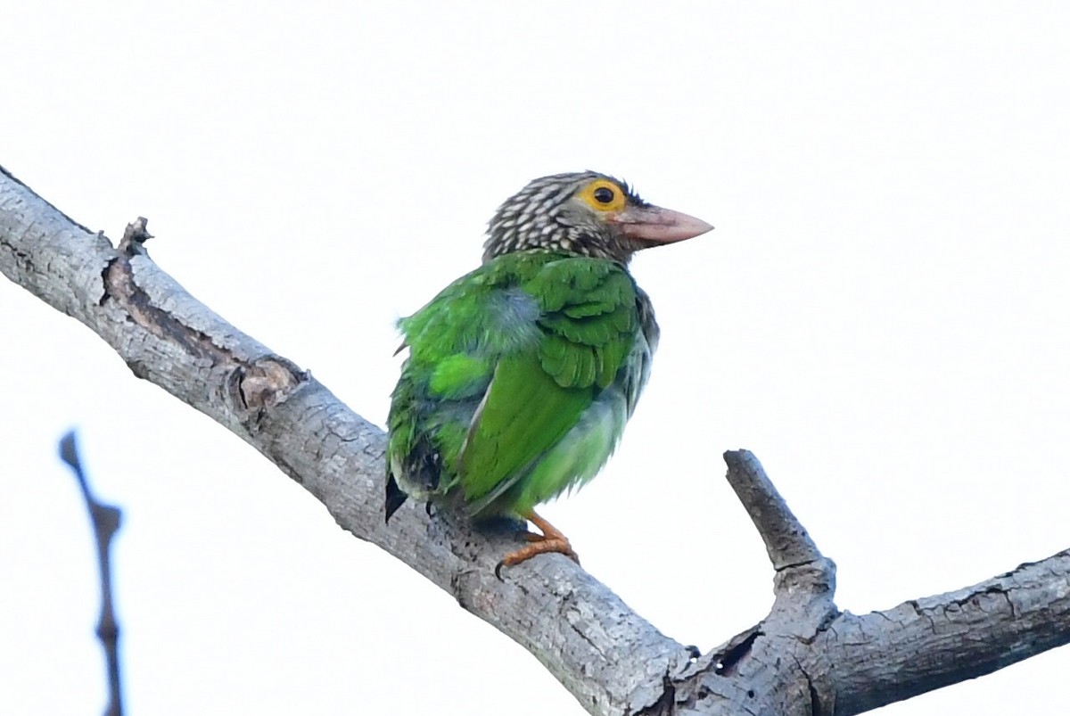 barbet čárkovaný - ML628340191
