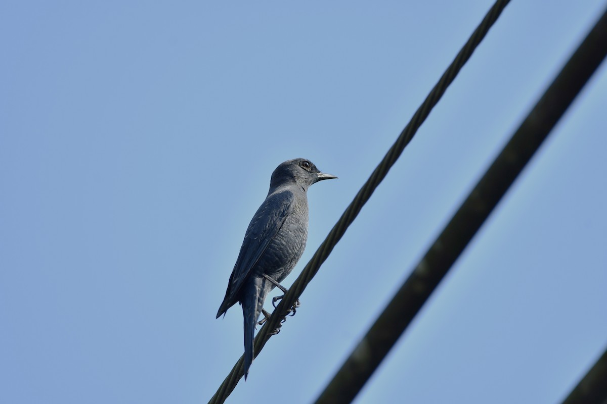 Black-winged Cuckooshrike - ML628340205