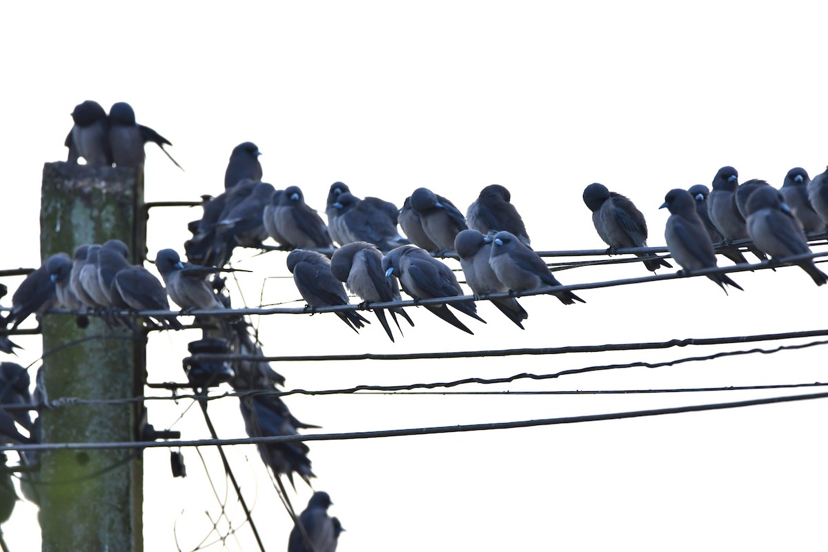 Ashy Woodswallow - ML628340218