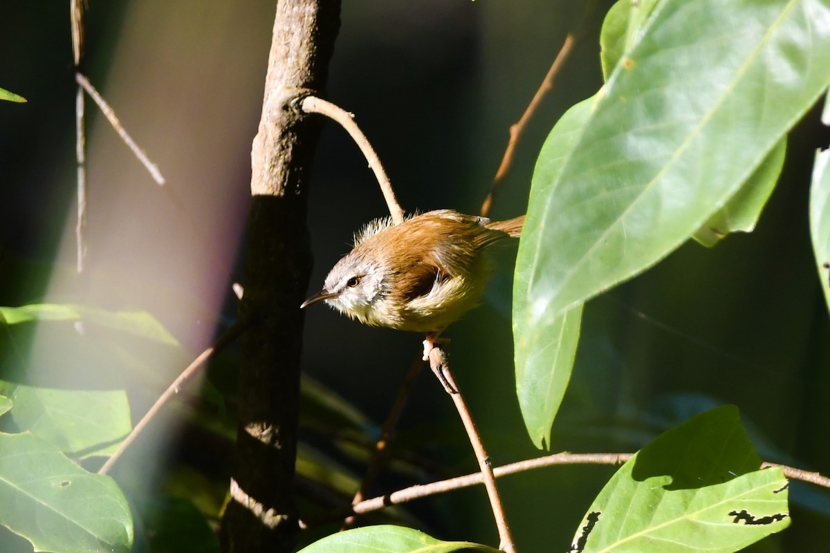 Rufescent Prinia - ML628340237