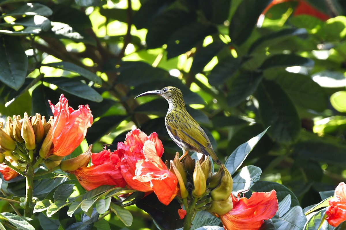 Streaked Spiderhunter - ML628340251