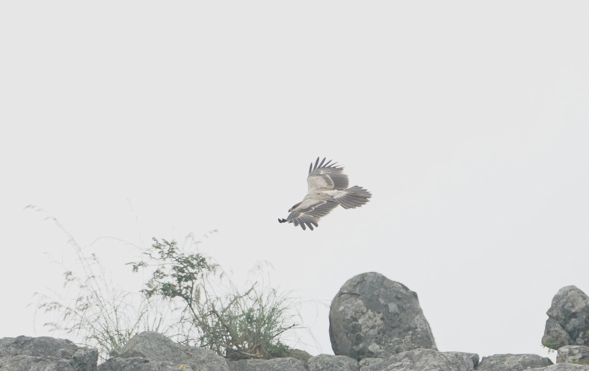 Tawny Eagle - ML628340310