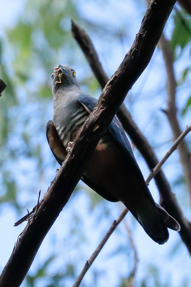 Pacific Baza - ML628340314