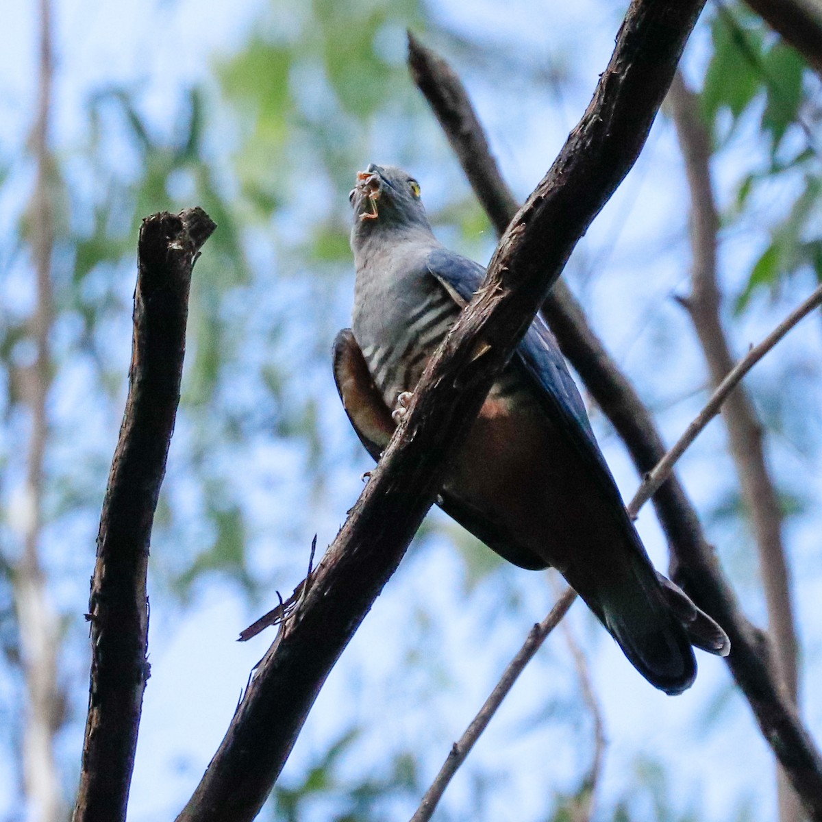 Pacific Baza - ML628340315