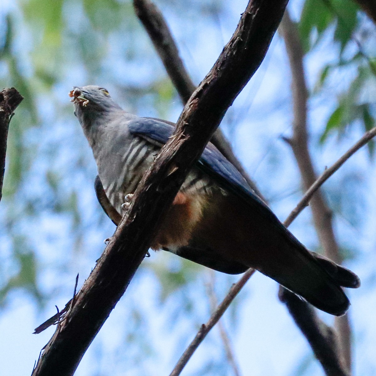 Pacific Baza - ML628340316
