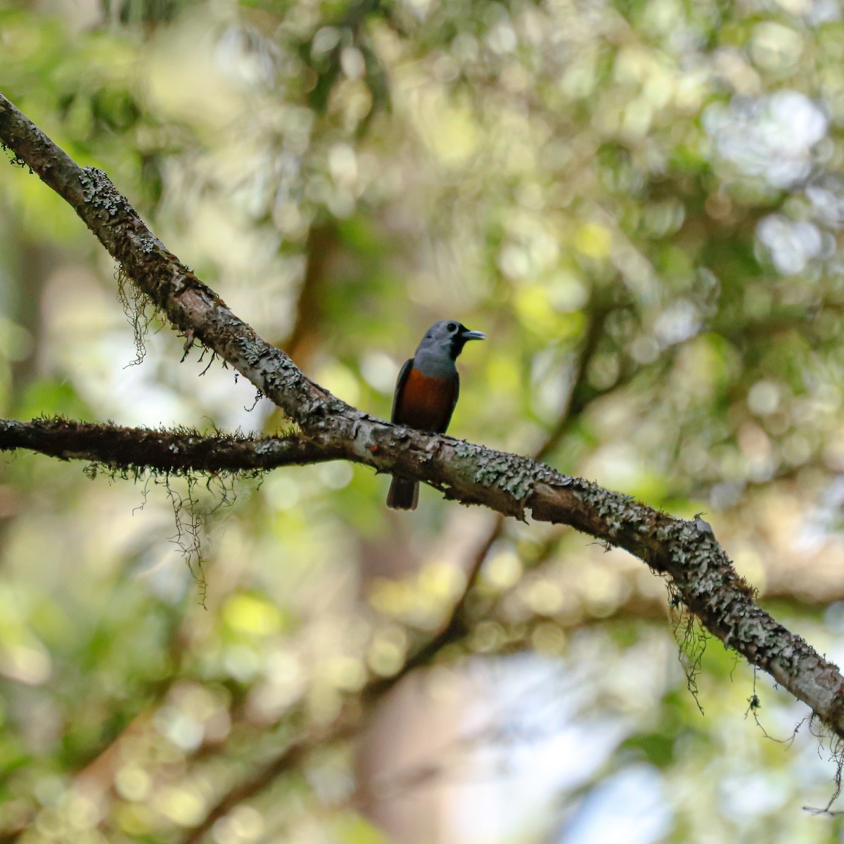 Black-faced Monarch - ML628340329