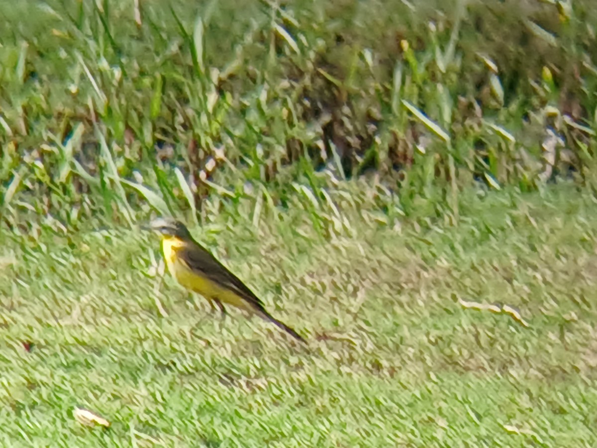 Western Yellow Wagtail - ML628340368