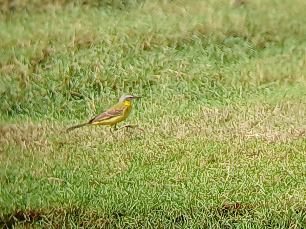 Western Yellow Wagtail - ML628340369