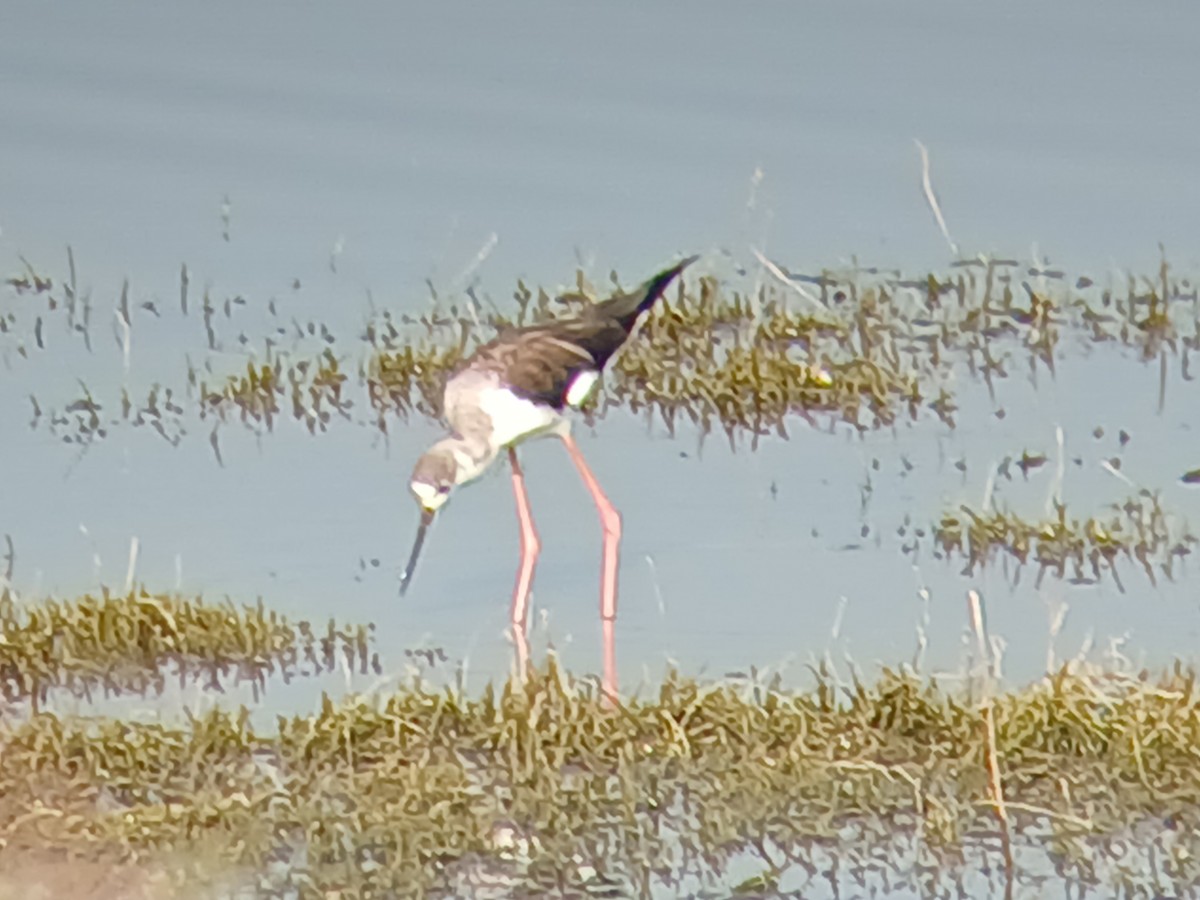 Black-winged Stilt - ML628340394