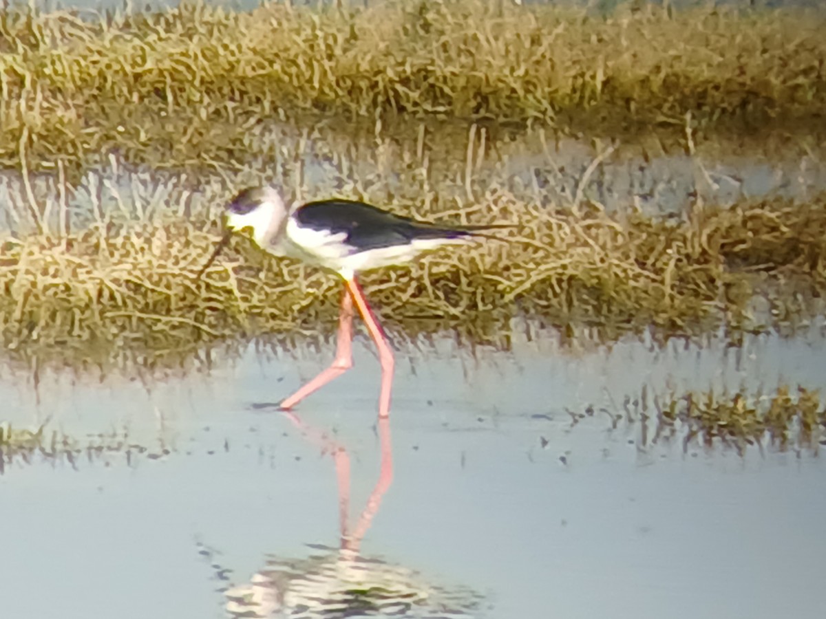 Black-winged Stilt - ML628340395
