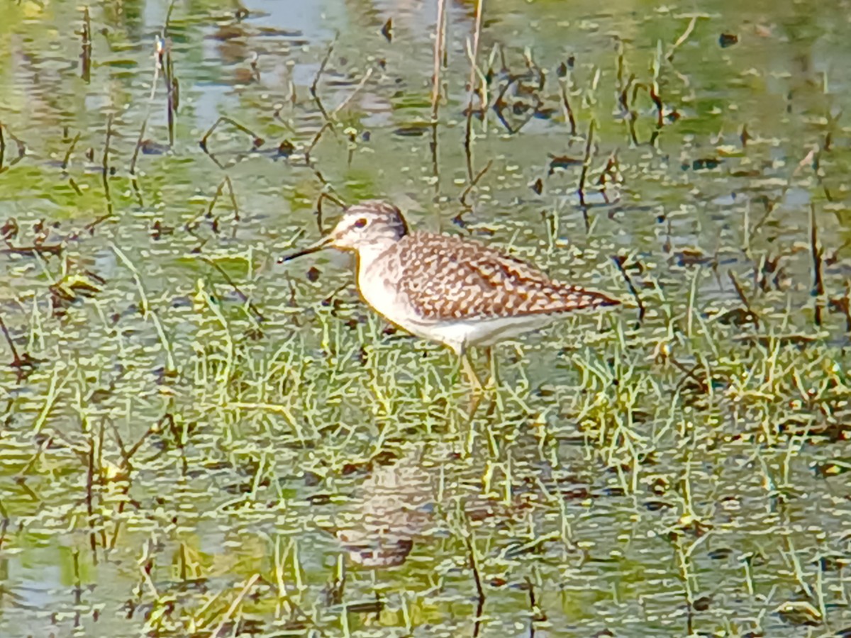 Wood Sandpiper - ML628340407