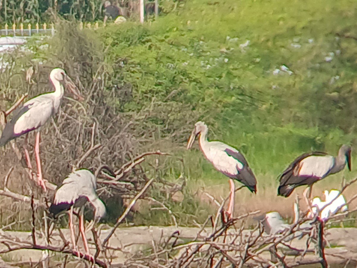 Asian Openbill - ML628340418