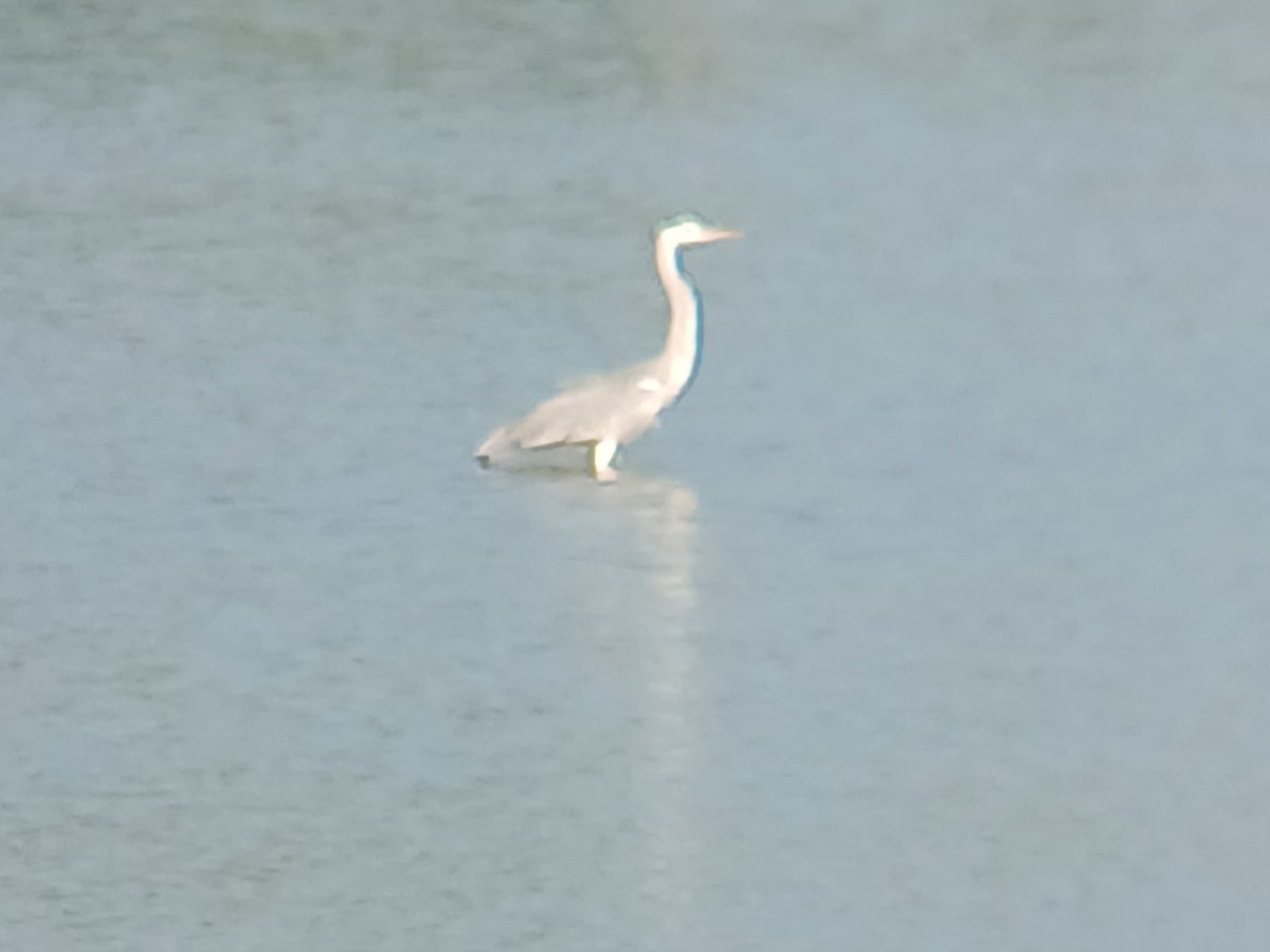 Gray Heron - ML628340435