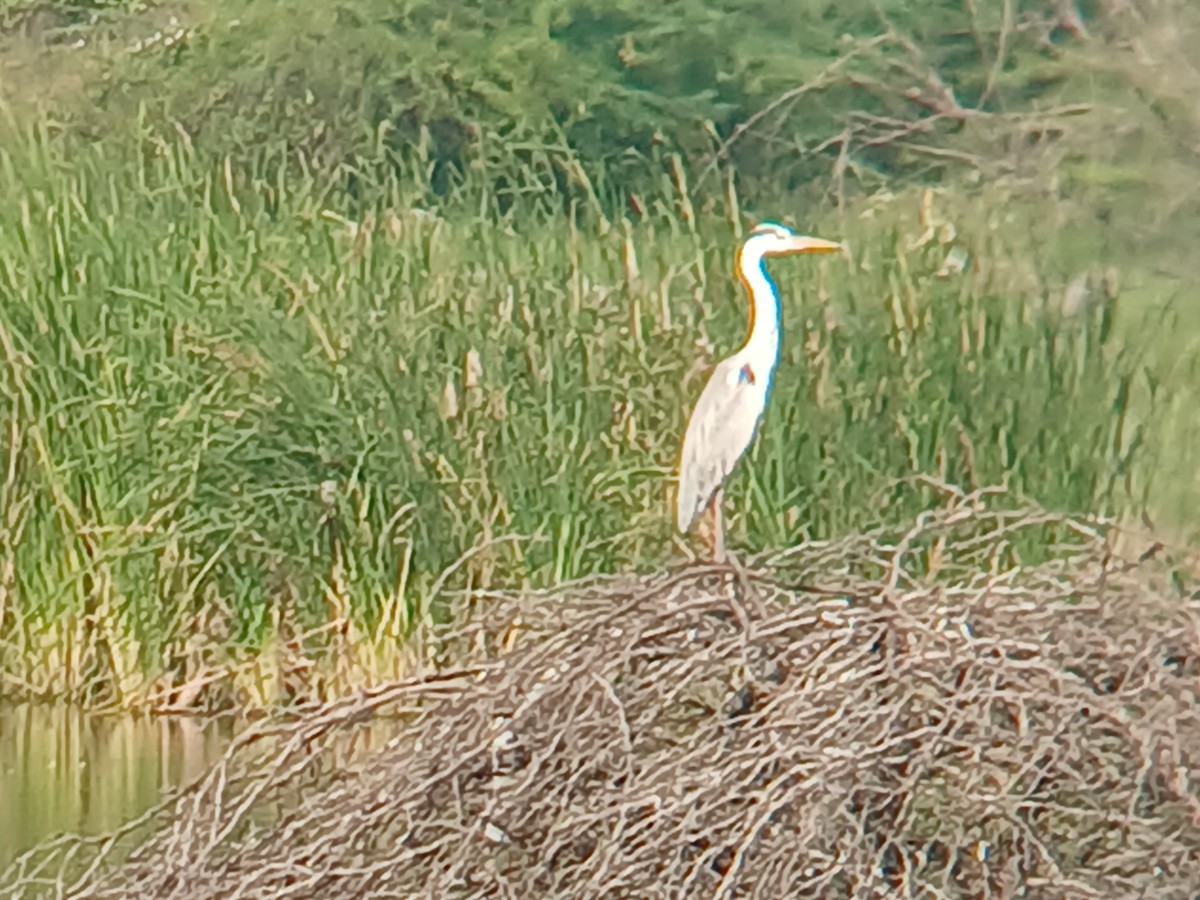 Gray Heron - ML628340436