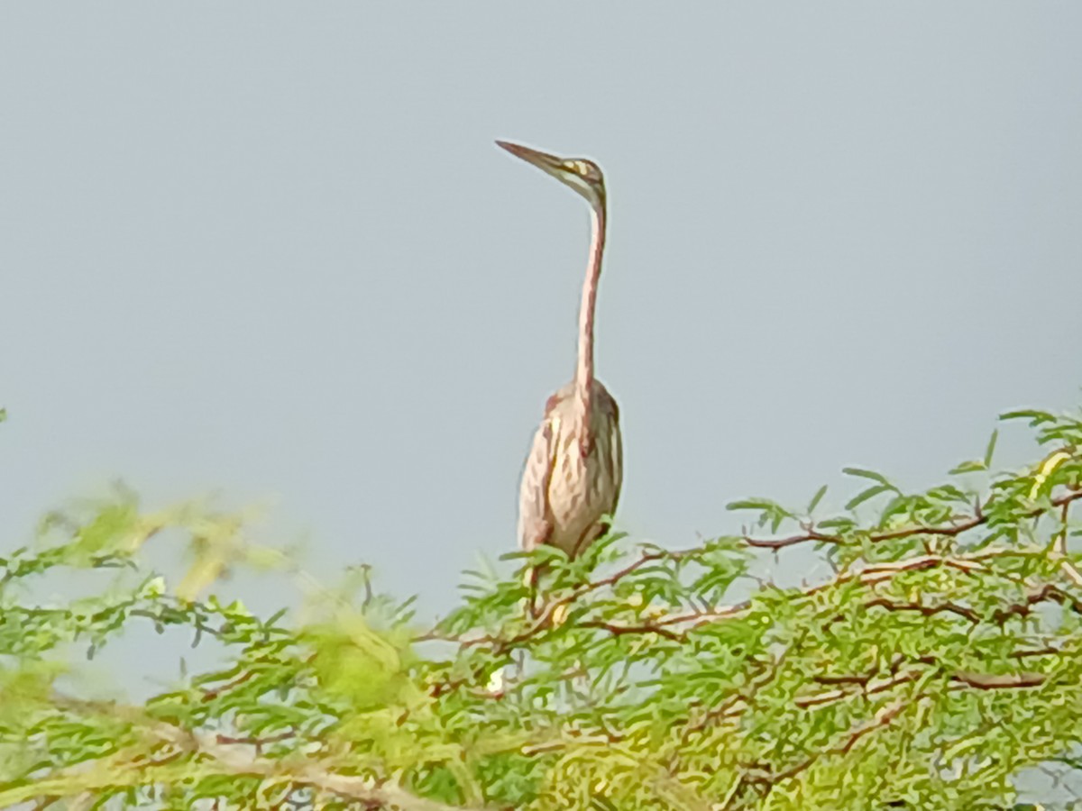 Purple Heron - ML628340447
