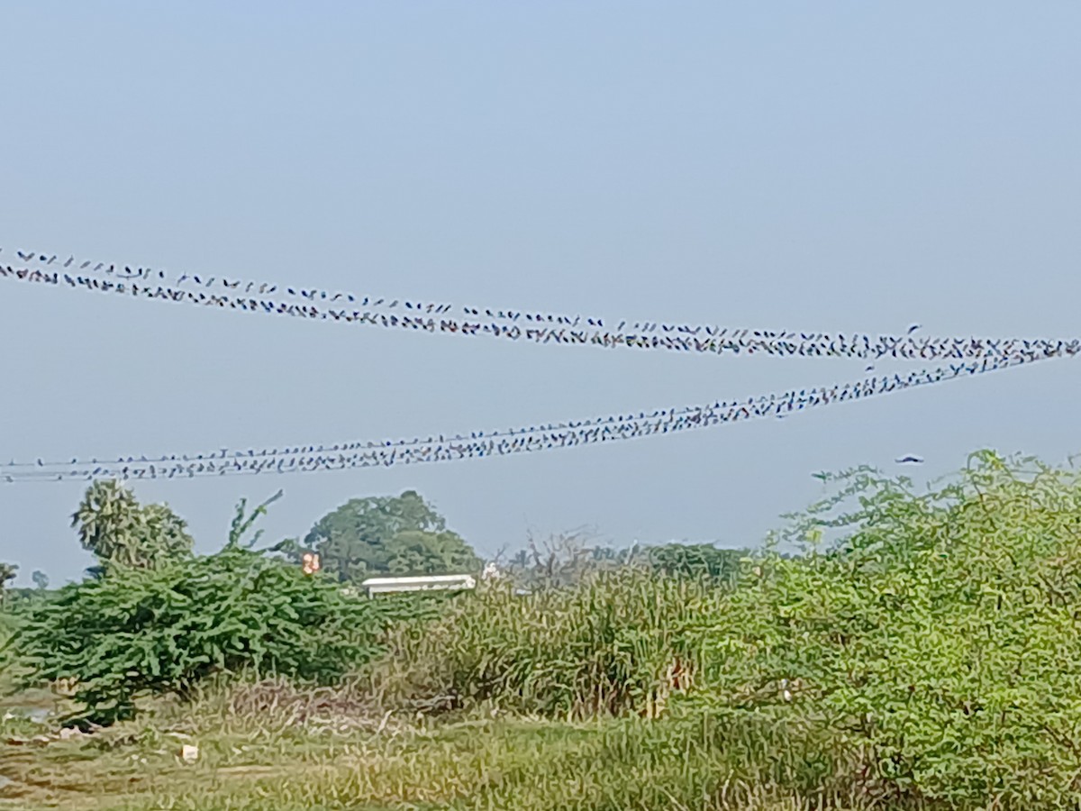 Barn Swallow - ML628340461