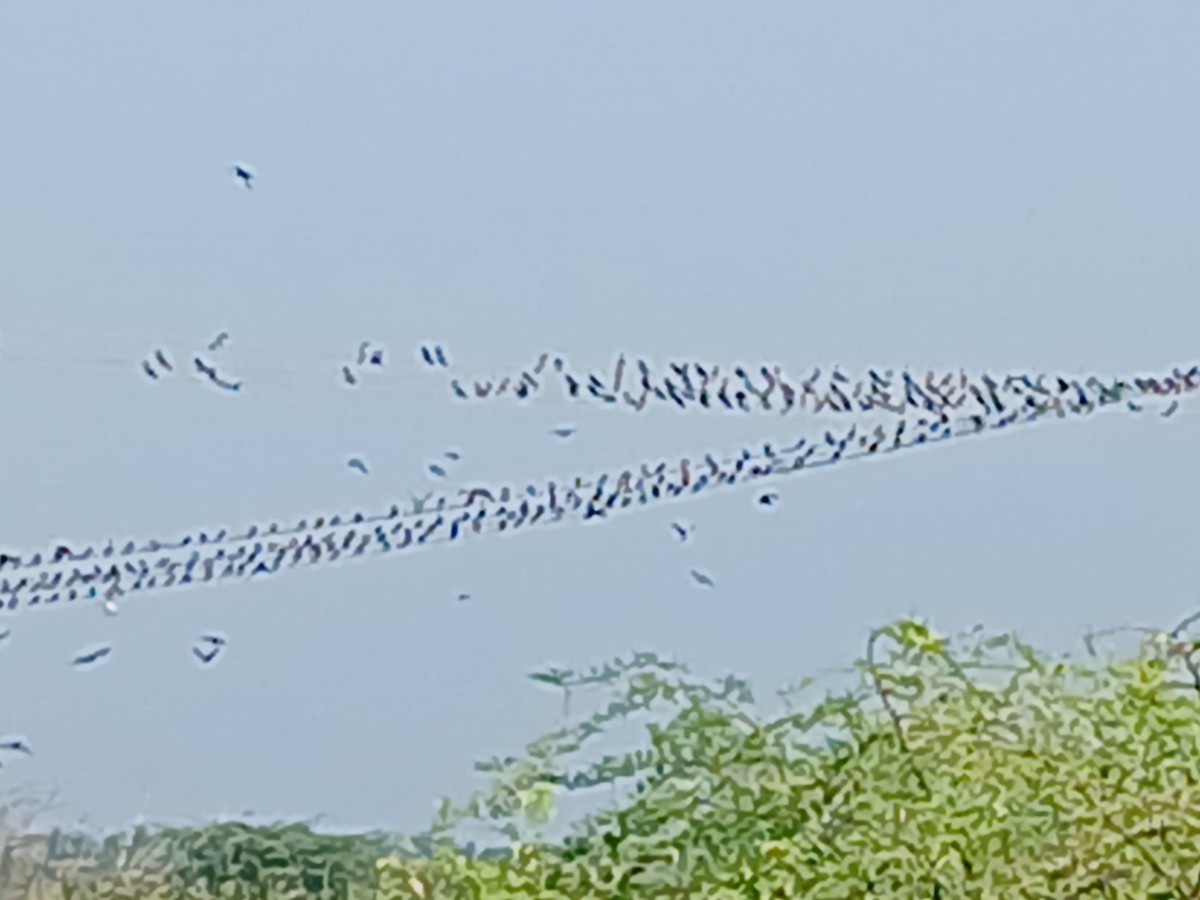 Barn Swallow - ML628340463