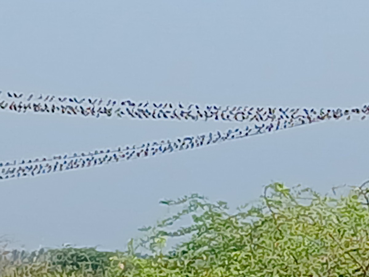 Barn Swallow - ML628340464