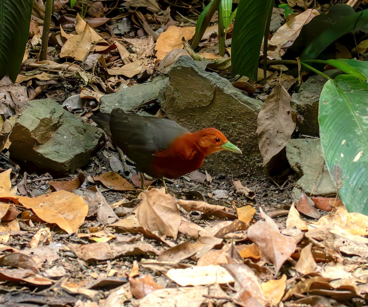 Red-necked Crake - ML628340655