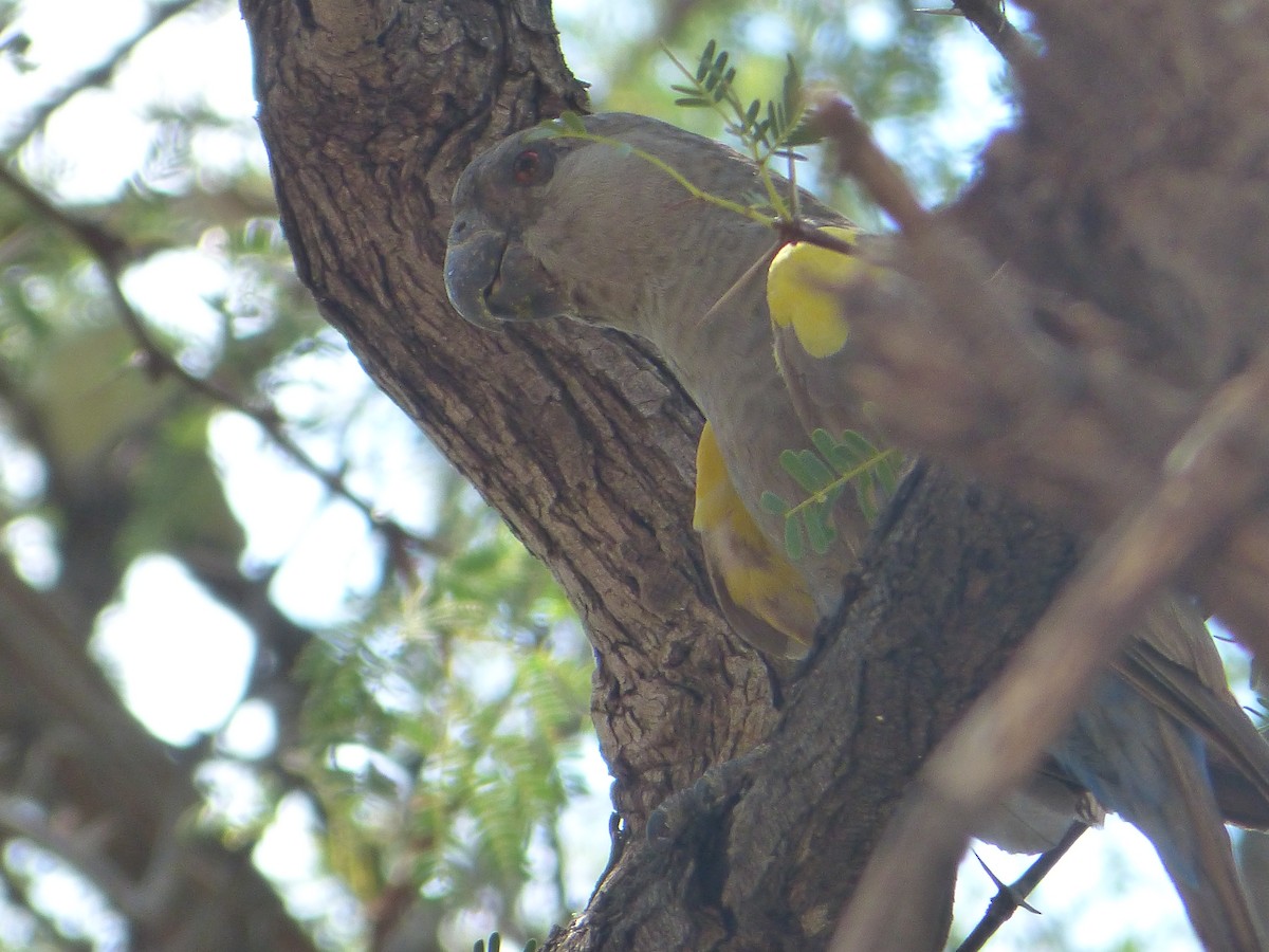 Rüppell's Parrot - ML628340793