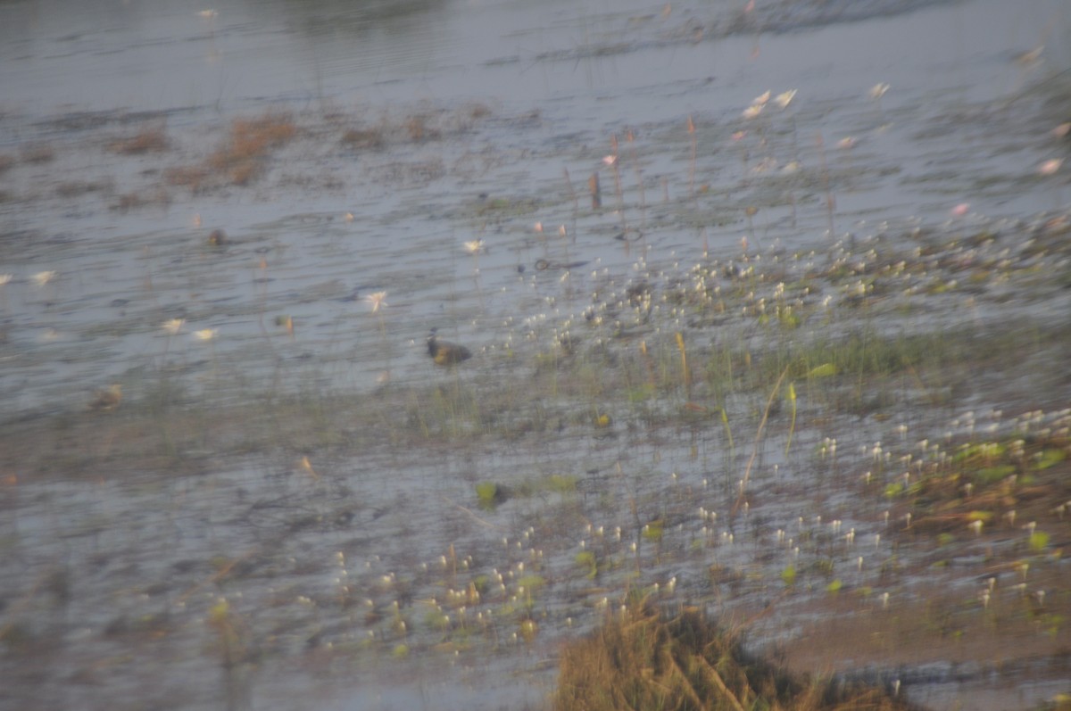 Bronze-winged Jacana - ML628341323