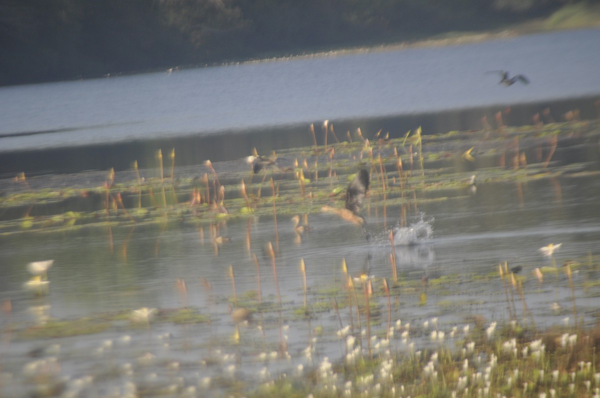 Lesser Whistling-Duck - ML628341356