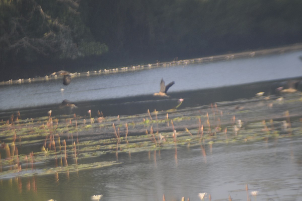 Lesser Whistling-Duck - ML628341358