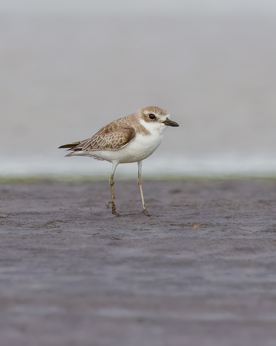 Greater Sand-Plover - ML628341429