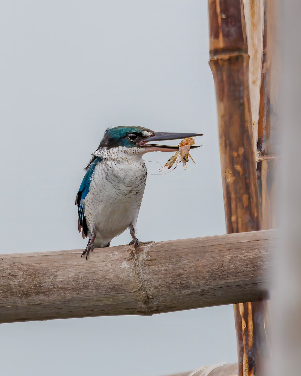 Collared Kingfisher - ML628341435