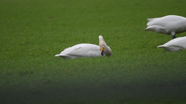 Whooper Swan - ML628341509