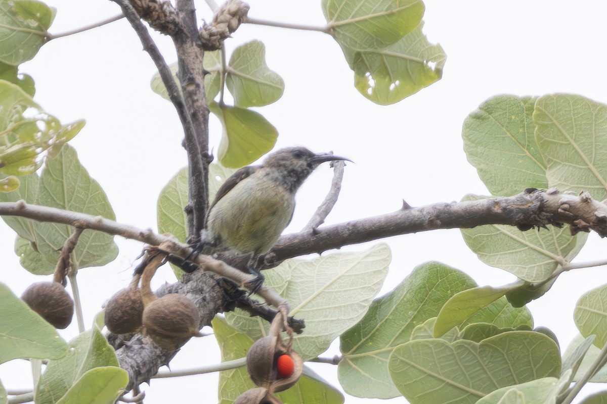Eastern Miombo Sunbird - ML628341543