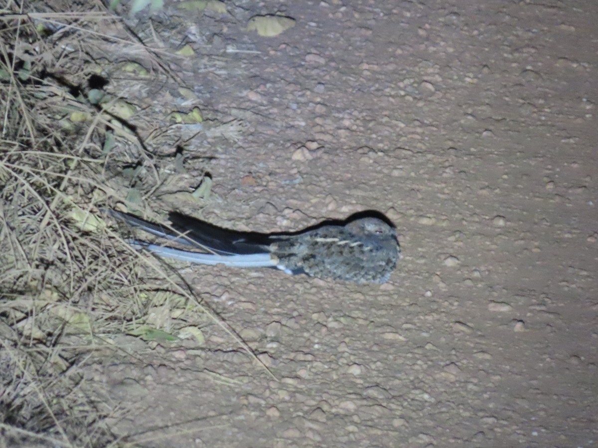 Pennant-winged Nightjar - ML628341558