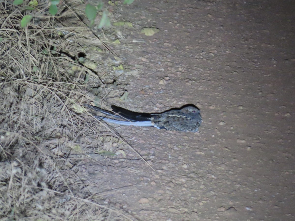 Pennant-winged Nightjar - ML628341559