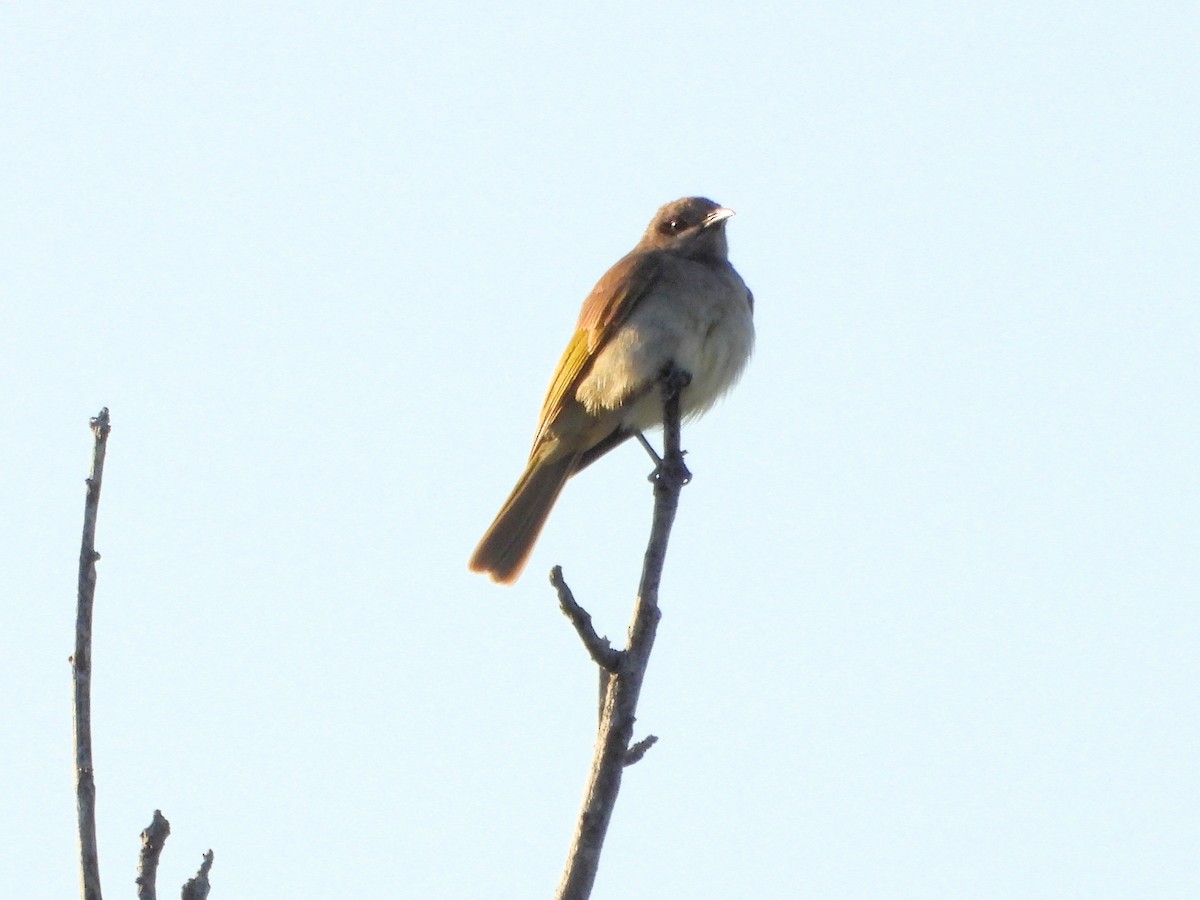 Rufous-throated Honeyeater - ML628341593