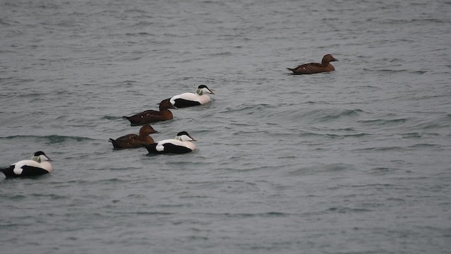 Common Eider - ML628341634
