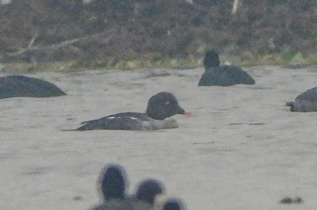 עבראש ירוק - ML628341704