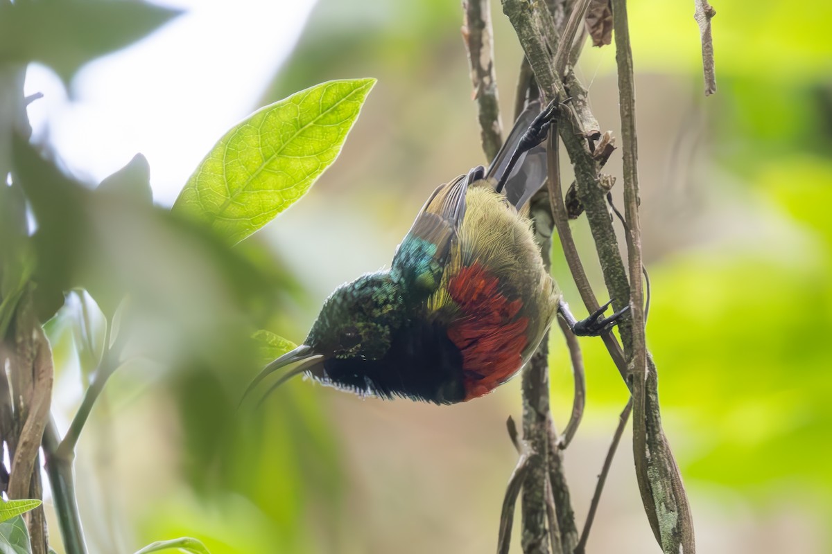 Forest Double-collared Sunbird - ML628341748