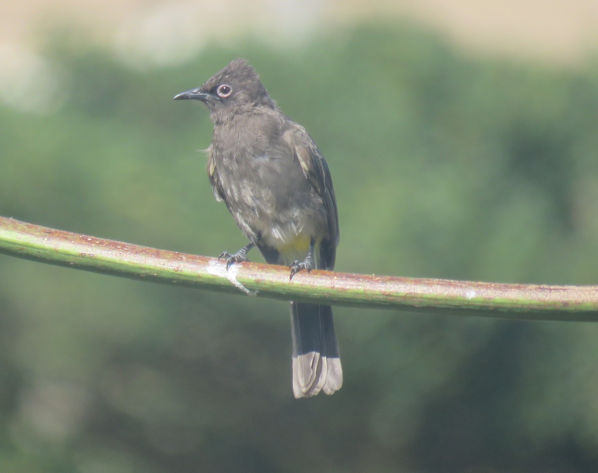 Cape Bulbul - ML628341886