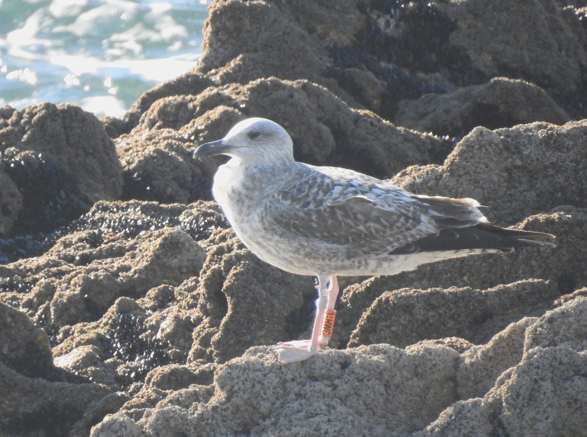 Lesser Black-backed Gull - ML628342034