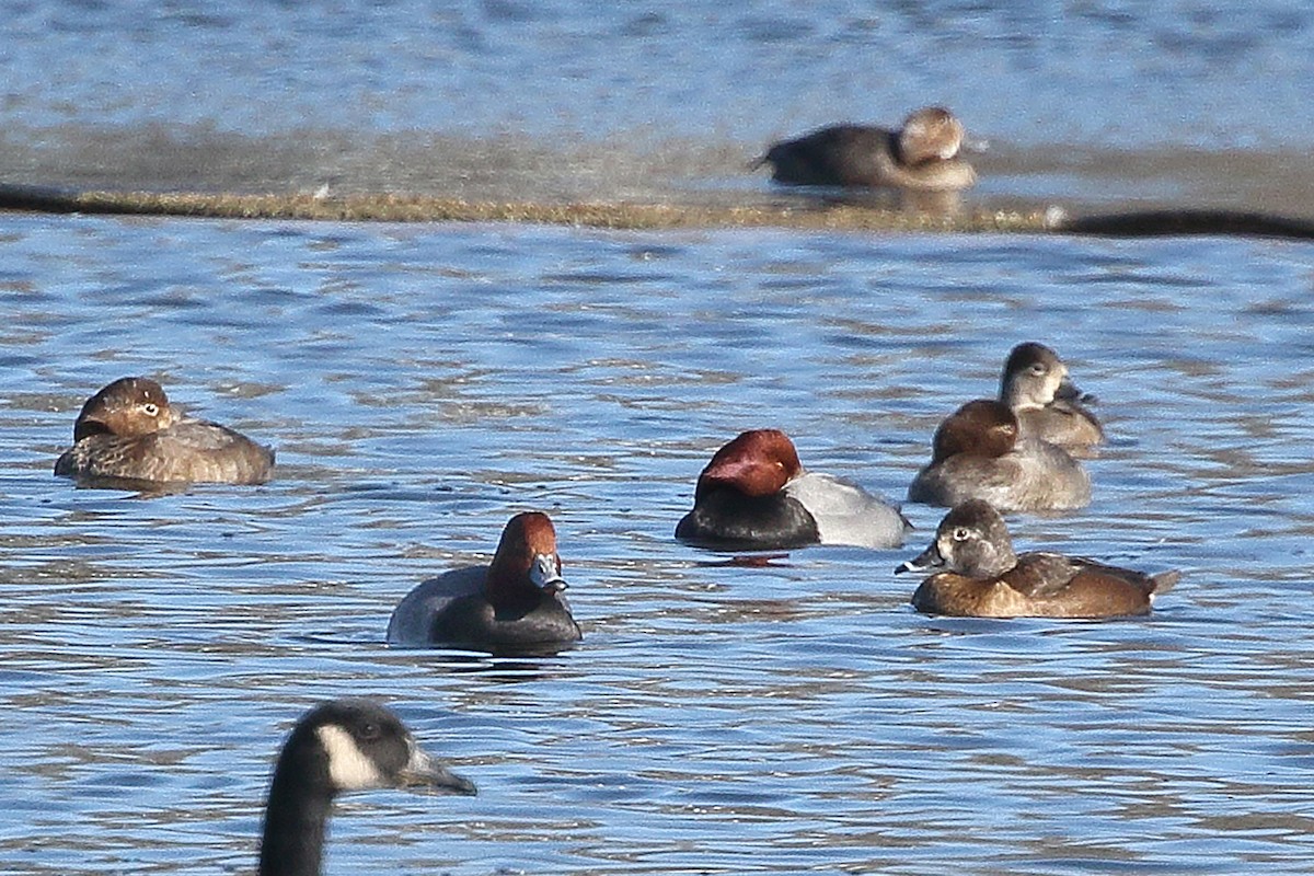Fuligule à tête rouge - ML628342109