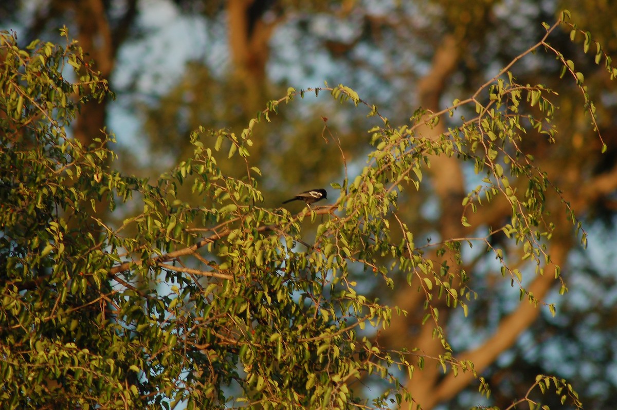 Southern Black-Tit - ML628342225