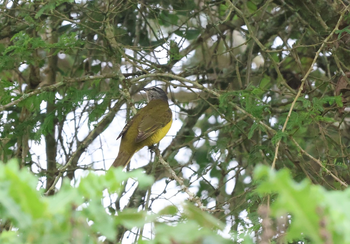 Purple-throated Cuckooshrike - ML628342246