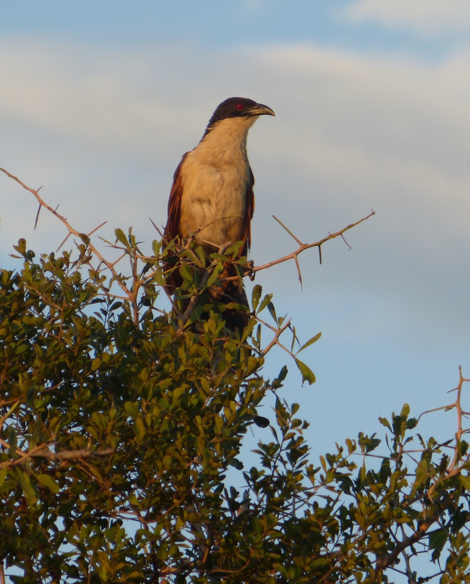 Coppery-tailed Coucal - ML628342259